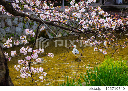 【京都風景】祇園白川の桜は艶やかな装い 123710740