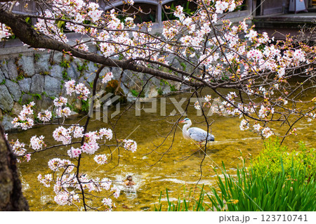 【京都風景】祇園白川の桜は艶やかな装い 123710741