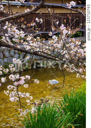 【京都風景】祇園白川の桜は艶やかな装い 123710743