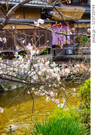 【京都風景】祇園白川の桜は艶やかな装い 123710744
