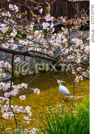 【京都風景】祇園白川の桜は艶やかな装い 123710748