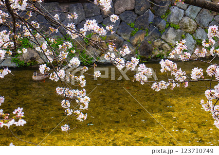 【京都風景】祇園白川の桜は艶やかな装い 【京都風景】祇園白川の桜は艶やかな装い 123710749