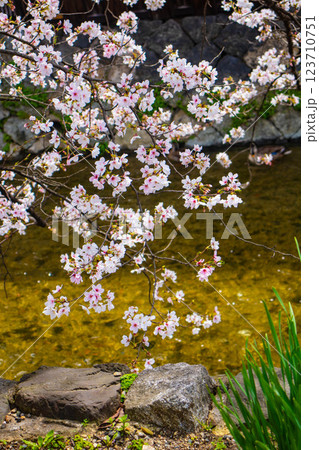 【京都風景】祇園白川の桜は艶やかな装い 123710751