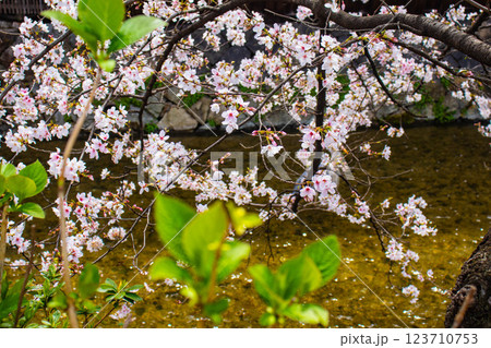 【京都風景】祇園白川の桜は艶やかな装い 123710753