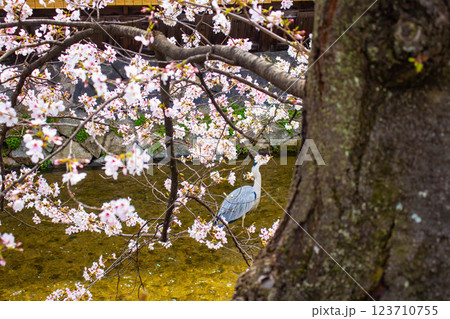 【京都風景】祇園白川の桜は艶やかな装い 123710755