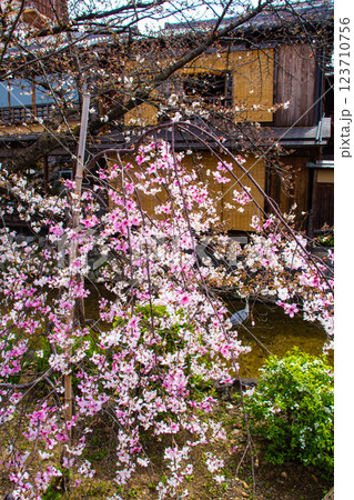 【京都風景】祇園白川の桜は艶やかな装い 123710756