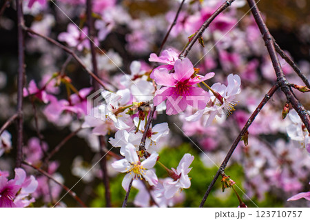 【京都風景】祇園白川の桜は艶やかな装い 123710757