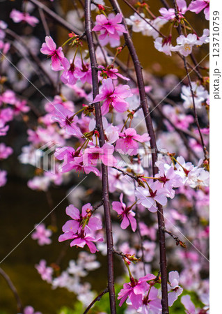 【京都風景】祇園白川の桜は艶やかな装い 123710759