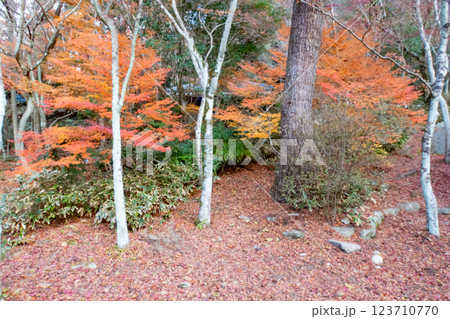 神戸市の有馬温泉の瑞宝寺公園の遅い紅葉 123710770
