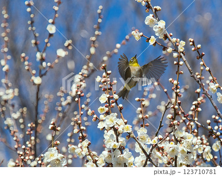 梅の蜜を求め飛ぶメジロ 123710781