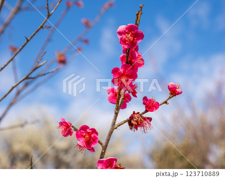 冬に咲き始めた美しい紅梅【大盃】 123710889