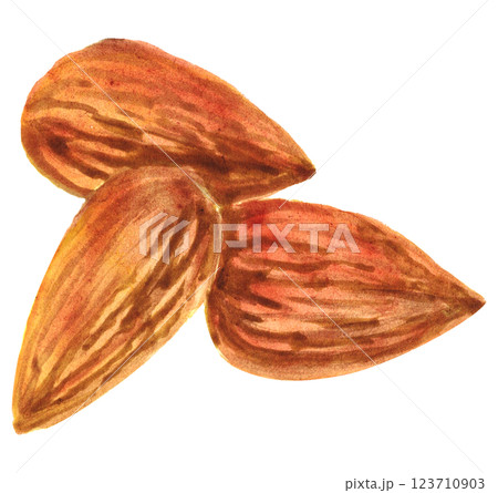 少量アーモンド　水彩素材 123710903