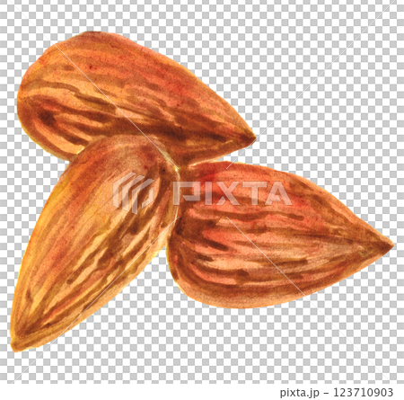 少量アーモンド　水彩素材 123710903