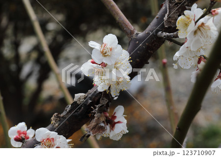 白梅 三月 白梅 三月 123710907