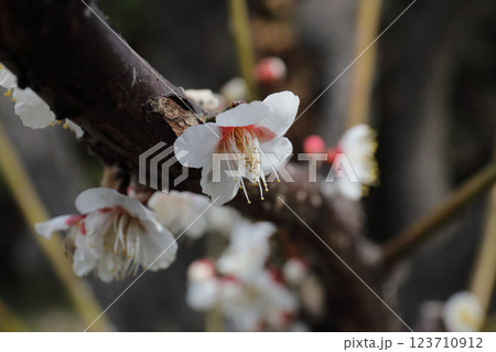 白梅　三月 123710912