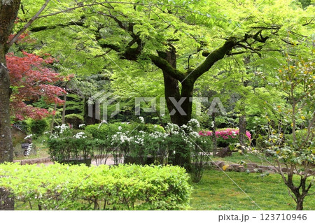 春の織田信長の城下町・46（岐阜公園） 123710946