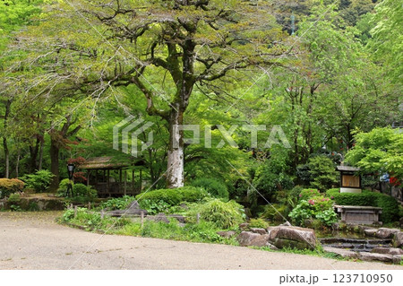 春の織田信長の城下町・50（岐阜公園） 123710950