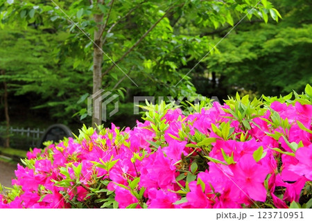 春の織田信長の城下町・51（岐阜公園） 123710951