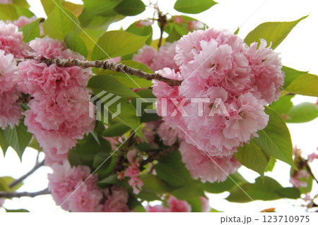 春の織田信長の城下町・22（岐阜公園） 123710975