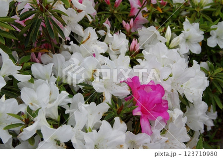 春の織田信長の城下町・27（岐阜公園） 123710980