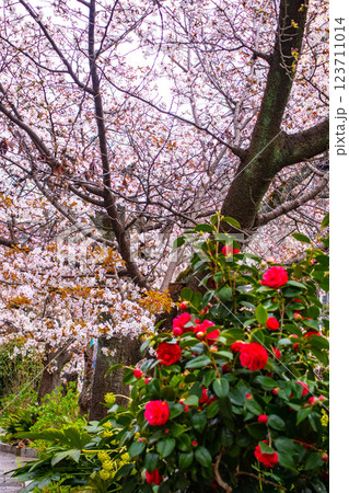【京都風景】祇園白川の桜は艶やかな装い 123711014