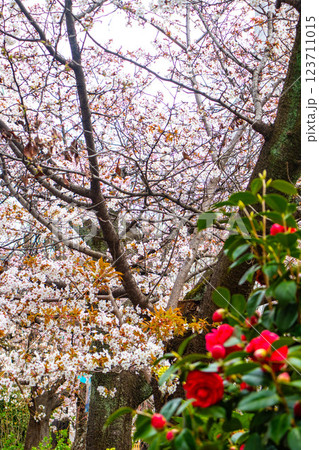 【京都風景】祇園白川の桜は艶やかな装い 123711015