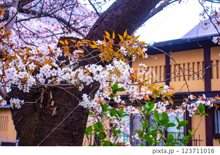 【京都風景】祇園白川の桜は艶やかな装い 123711016