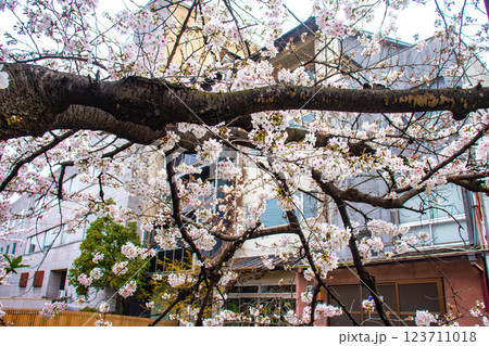 【京都風景】祇園白川の桜は艶やかな装い 123711018