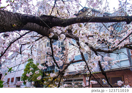 【京都風景】祇園白川の桜は艶やかな装い 123711019