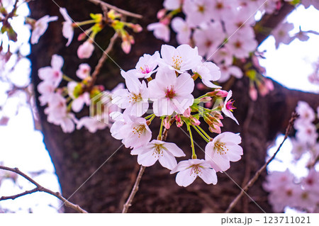 【京都風景】祇園白川の桜は艶やかな装い 123711021