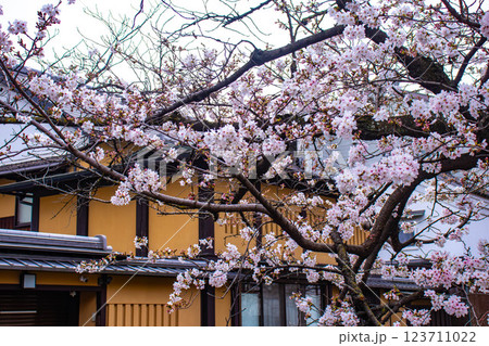 【京都風景】祇園白川の桜は艶やかな装い 123711022