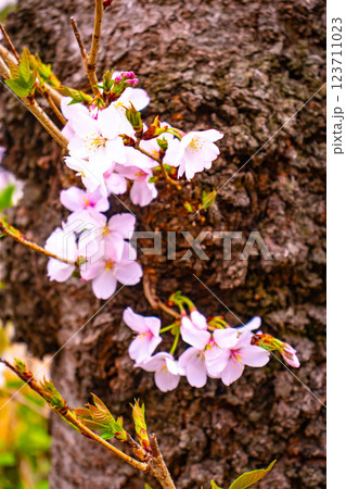 【京都風景】祇園白川の桜は艶やかな装い 123711023