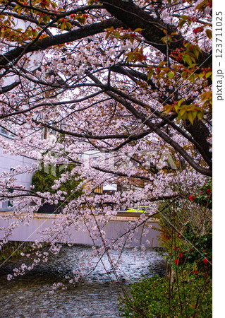 【京都風景】祇園白川の桜は艶やかな装い 123711025