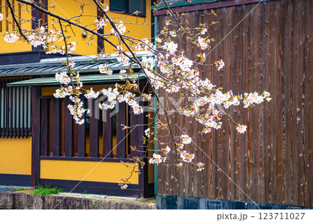 【京都風景】祇園白川の桜は艶やかな装い 123711027