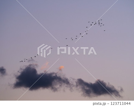 夕暮れの空を飛ぶカワウの群れ 夕暮れの空を飛ぶカワウの群れ 123711044