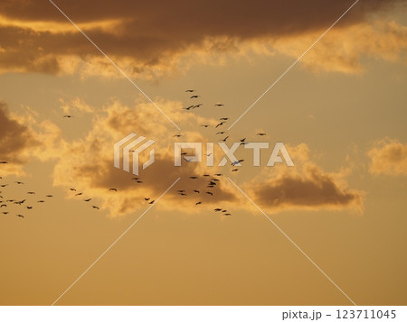 夕暮れの空を飛ぶカワウの群れ 夕暮れの空を飛ぶカワウの群れ 123711045