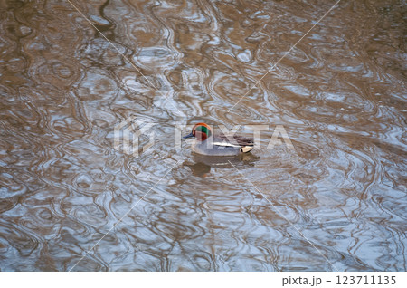 信濃川・やすらぎ堤の小鴨(こがも) 信濃川・やすらぎ堤の小鴨(こがも) 123711135