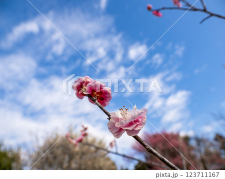 冬に咲き始めた美しい紅梅【未開紅】 冬に咲き始めた美しい紅梅【未開紅】 123711167