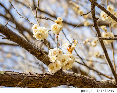 冬に咲き始めた美しい白梅【八重野梅】 123711245