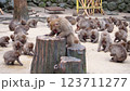 高崎山のサル集団 123711277