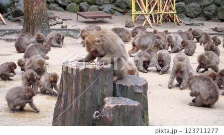 高崎山のサル集団 123711277