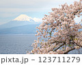駿河湾ごしの富士山と桜 123711279