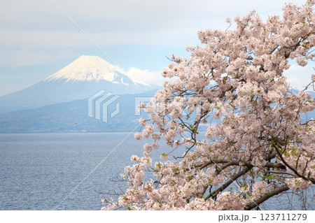 駿河湾ごしの富士山と桜 123711279