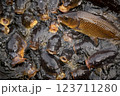 餌に群がる鯉 123711280