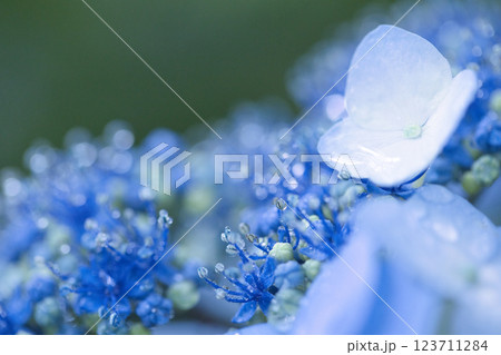 綺麗な青い紫陽花 123711284