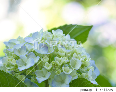 綺麗な青い紫陽花 123711289