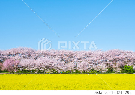 権現堂桜堤 権現堂桜堤 123711296