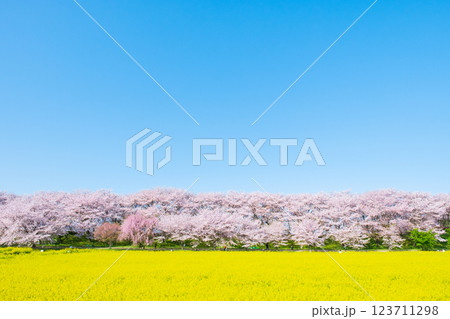 権現堂桜堤 123711298