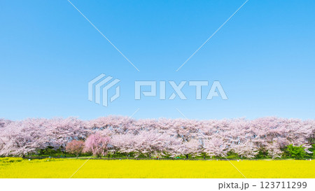 権現堂桜堤 123711299