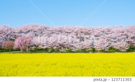 権現堂桜堤 123711303